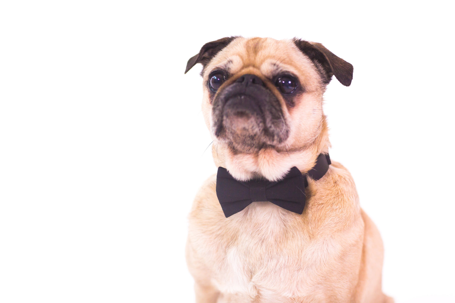 Dog wearing a bowtie